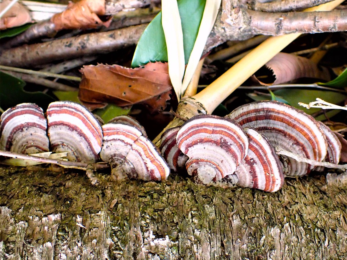 カラフルなキノコたち