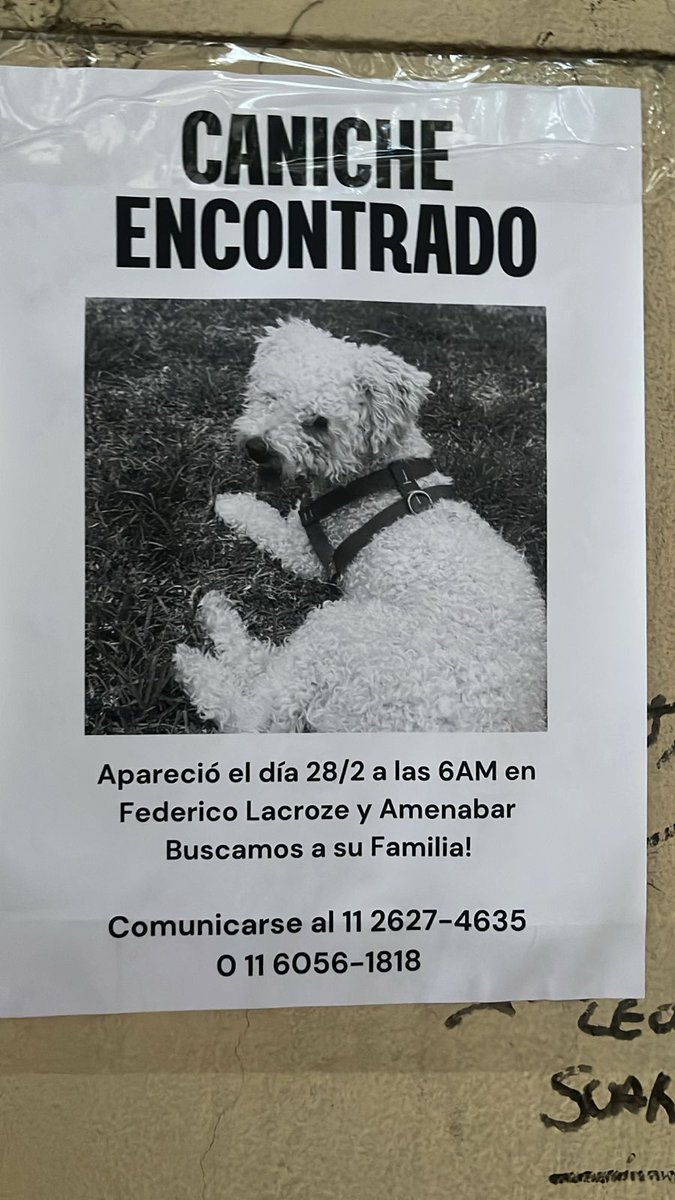 Caniche encontrado con pretal en Av. Federico Lacroze y Amenábar - Belgrano - CABA ⬇️