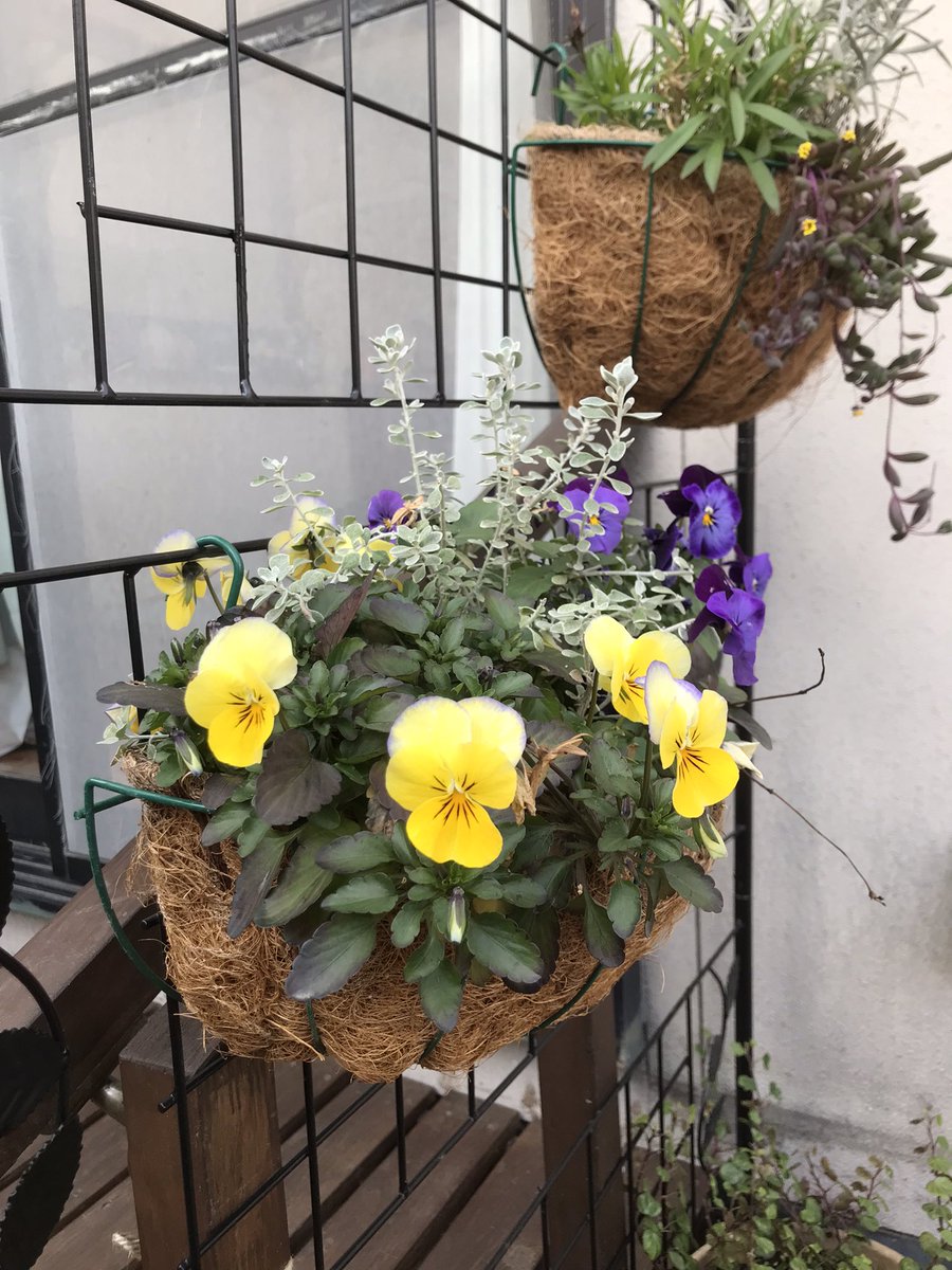 coco (@coco_n) / Posts / X