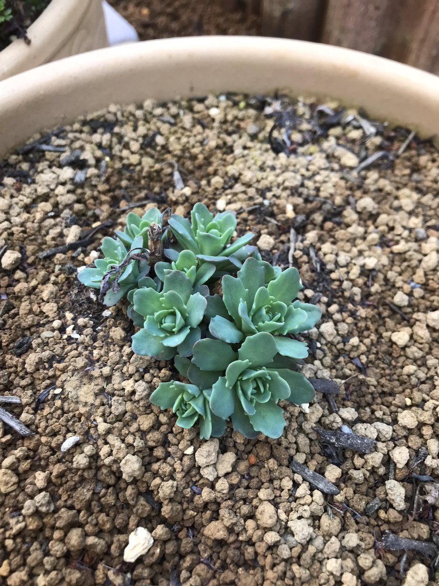 coco (@coco_n) / Posts / X