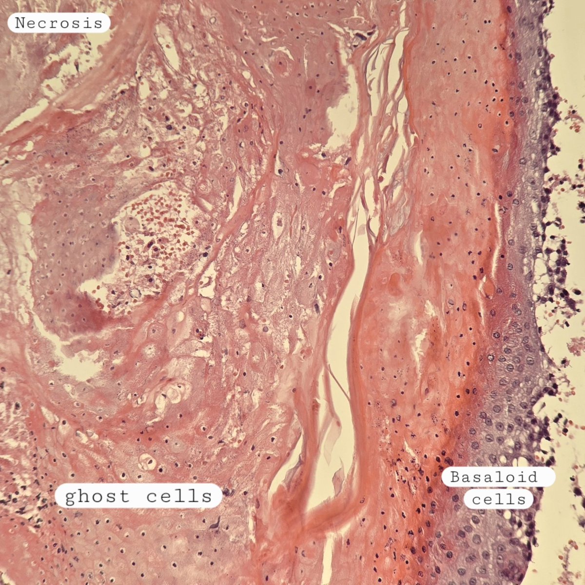 Behnas Malek F.Z tweet media