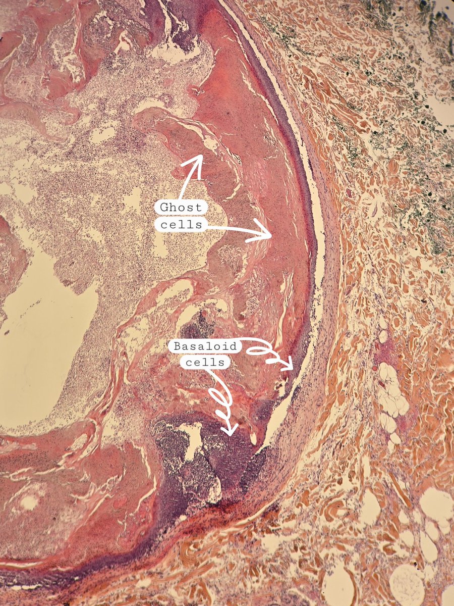 Behnas Malek F.Z tweet media