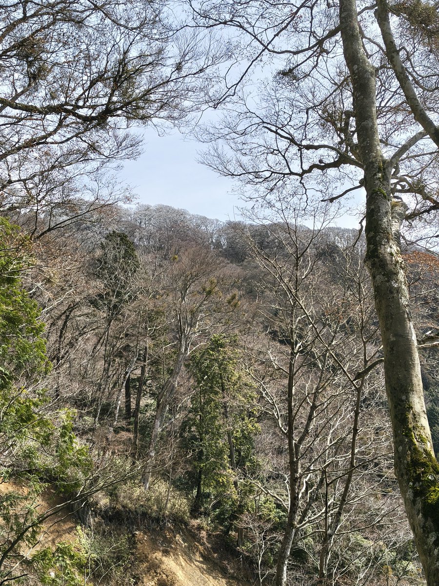 tekarii's tweet photo. 金剛山の山頂付近は樹氷が綺麗でした。いつまで雪が降るのかな？
今シーズンは最後かも？ https://t.co/dZIcfLfPd0