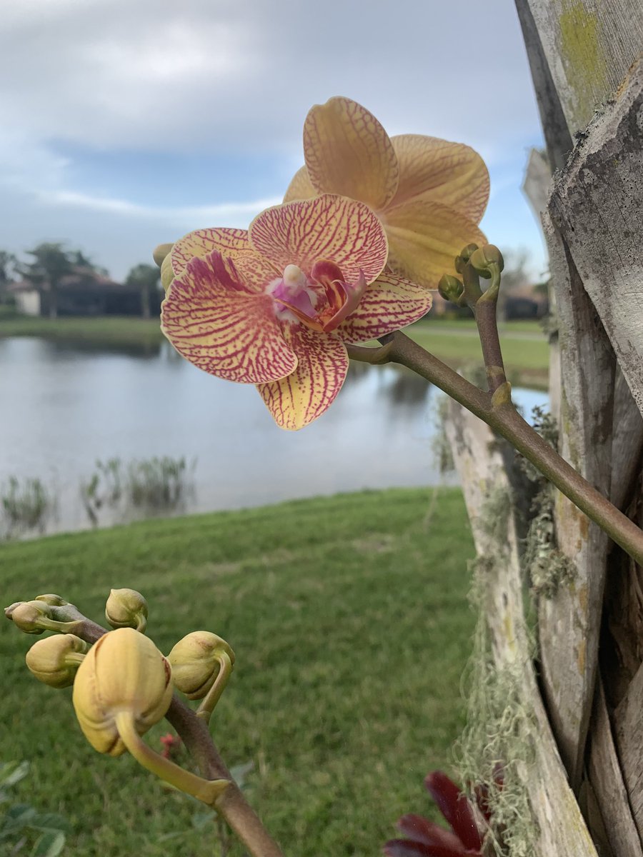 Our orchids took a beating from the cold weather this season but they are starting to pop.
