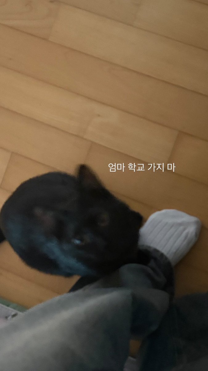 순냥이 tweet media