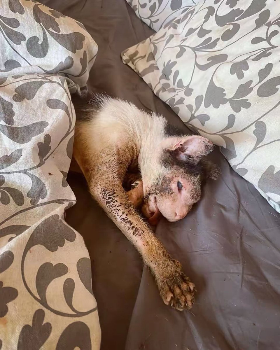 UAanimalres's tweet photo. We have only received $10 today for Plutos treatment and surgery, My heart is broken seeing the endless pain Pluto is going through, if we failed to raise the needed funds 😭💔💔PLUTO he will be enthusiased by the vet.
Am Kindly begging you friends please click to our link in bio https://t.co/I3F81mBMWp