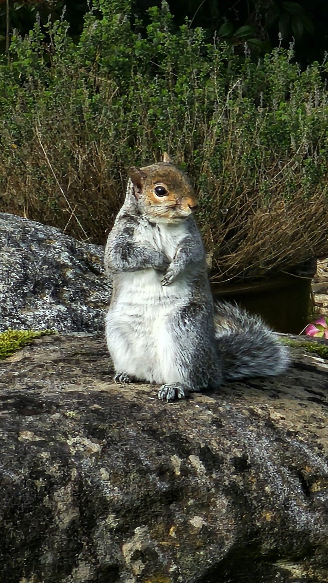 Pirate Software tweet media