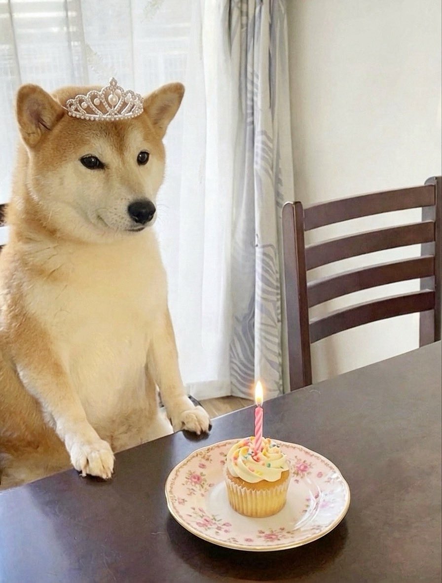 フォロワー 12万人まで残り40人だと知り祝われ待ちをすることにした犬