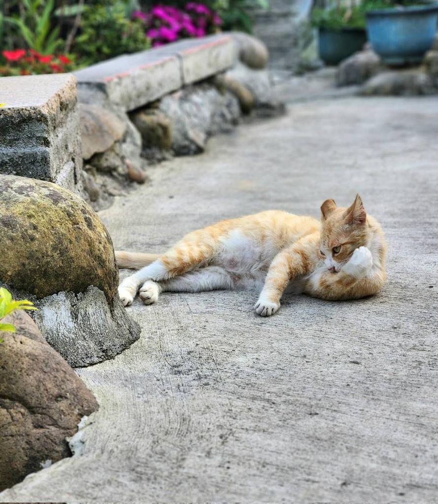 月華光燦✨繪圖 剪輯 委託開放中 tweet media