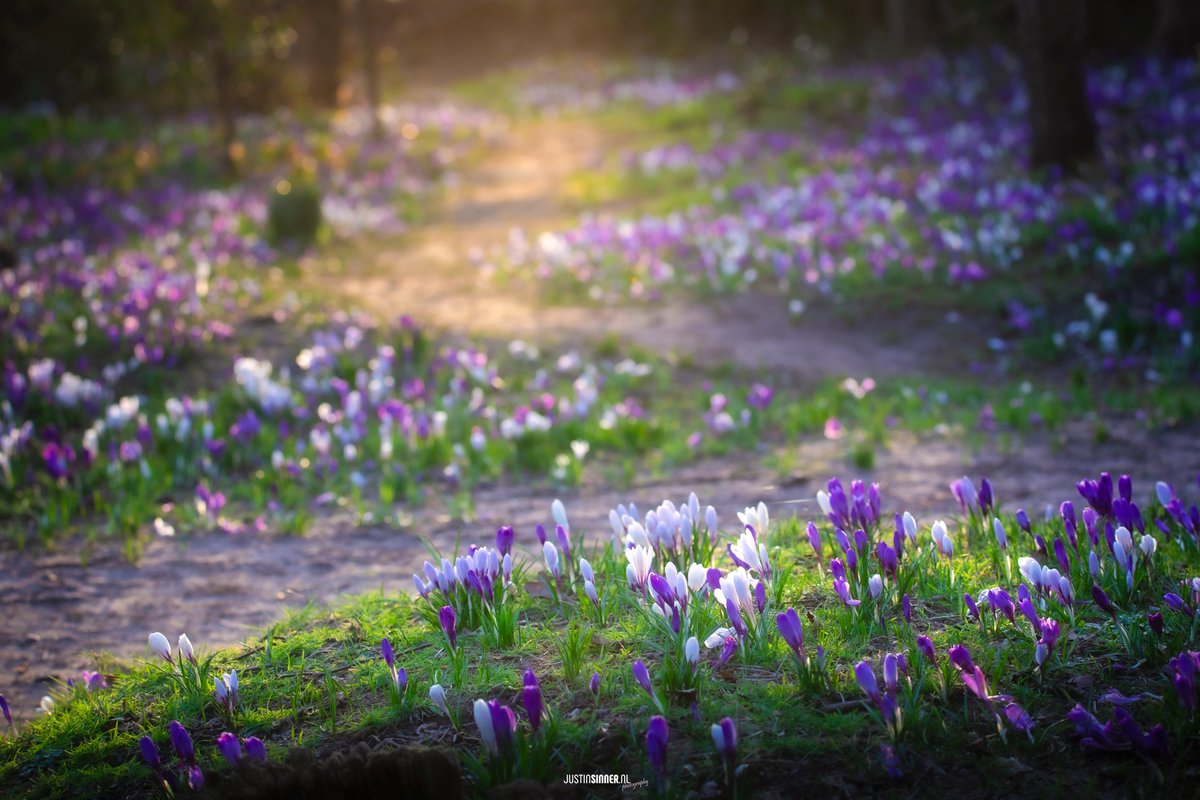 Justin Sinner Photography tweet media