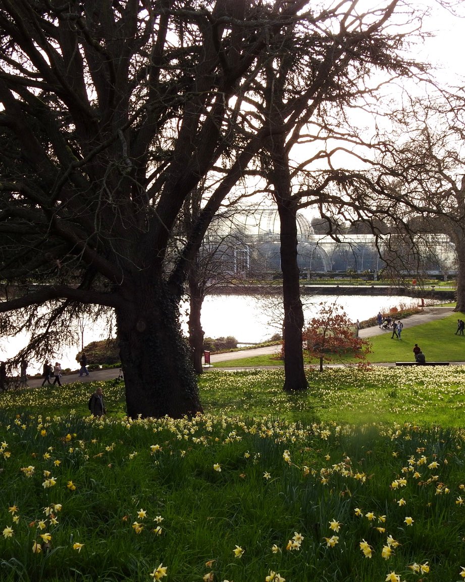 AlexSeale's tweet image. A quiet moment at the Royal Botanic Gardens, Kew 🌿

Daffodils across the grass, early spring light through the trees. 

© Alexander Seale

#KewGardens #LondonNature #SpringInLondon #London