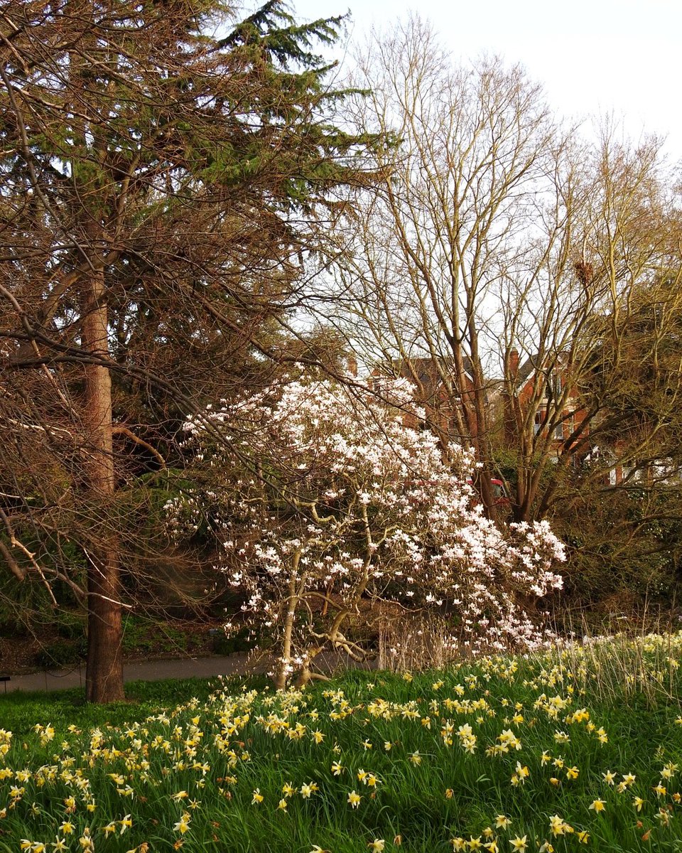 AlexSeale's tweet image. A quiet moment at the Royal Botanic Gardens, Kew 🌿

Daffodils across the grass, early spring light through the trees. 

© Alexander Seale

#KewGardens #LondonNature #SpringInLondon #London