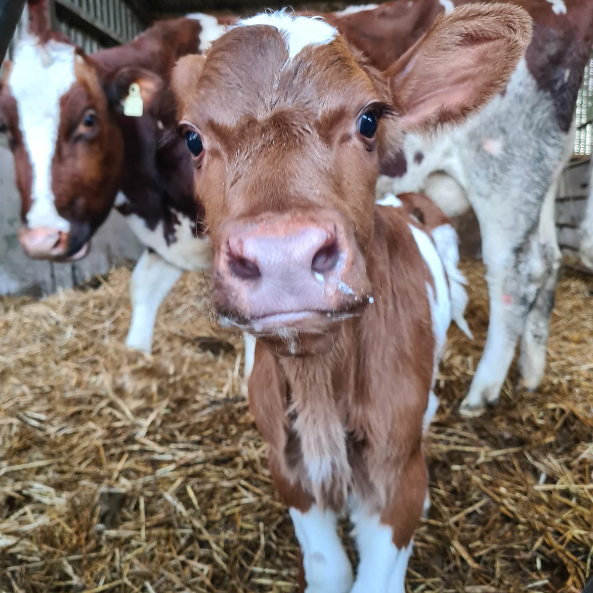 Kate Carmody tweet media