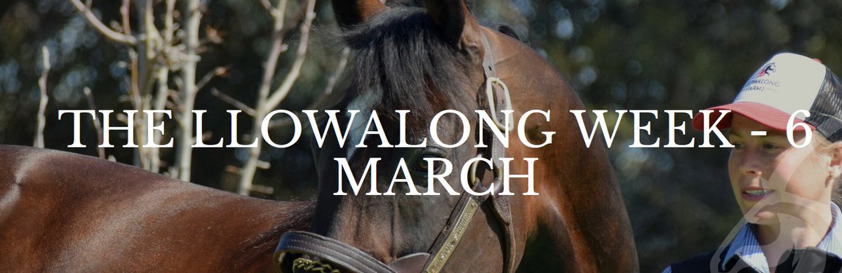 Northern Rivers Equine & Llowalong Farms tweet media