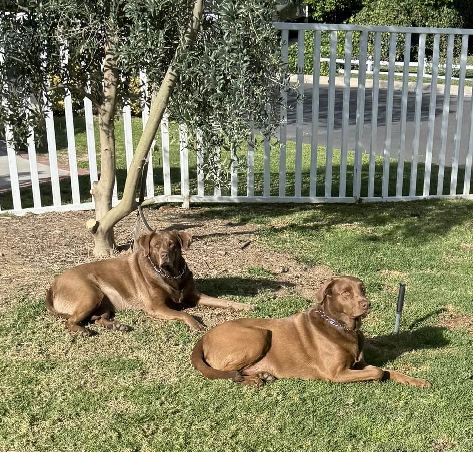JDowneyLA's tweet photo. We give the Chocolate Landsharks filtered tap water. 

These global icons rank their choices:

1-Toilet Water.
2-Gutter Water.
3-Pool Water.
4-Filtered Tap Water.

Viva Los Landsharks!

https://t.co/h3XYnKjSs3

#ChocolateLandsharks
#PupsOfTwitterX
#ChocolateLabs
#LabsOfTwitterX https://t.co/BSsVzpDBYH