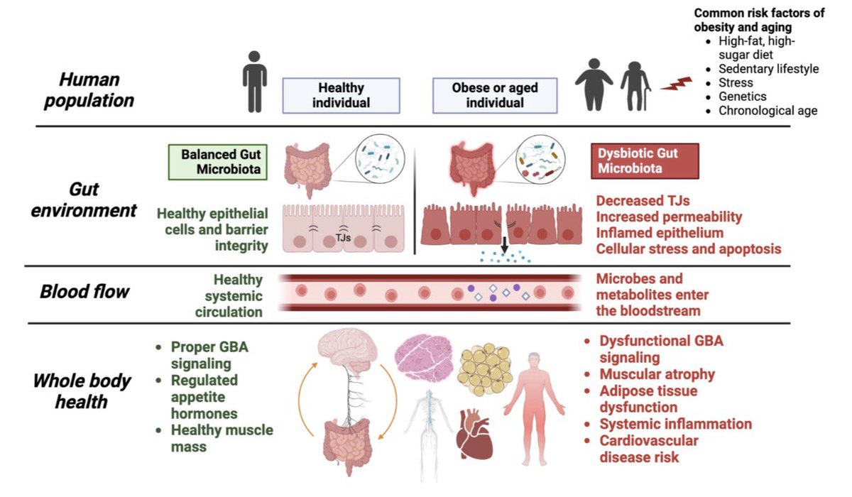 🚨علاقة الدماغ بالأمعاء والسمنة 

الميكروبيوم في الأمعاء تؤثر على الشهية، الهضم، الوزن، الأيض، المناعة وحتى المزاج .

ركزت الدراسات في آخر ٥ سنوات على أهمية تعزيز صحة ميكروبيوم الأمعاء من خلال:

-البروبيوتيك (Probiotics)
بكتيريا نافعة موجودة في بعض الأطعمة والمكملات تساعد على