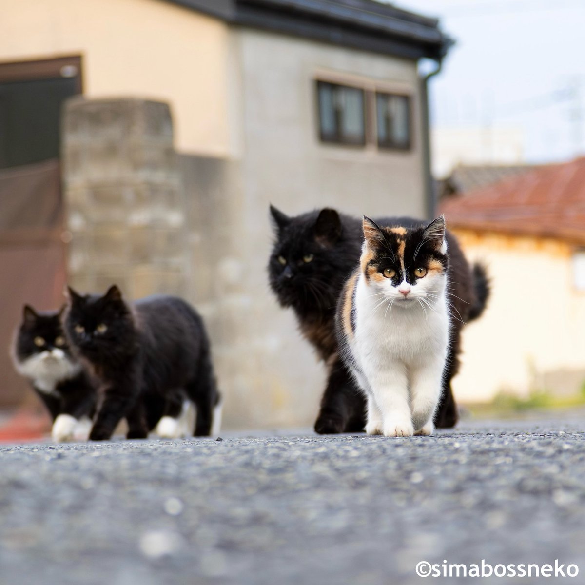 RT @simabossneko: 黒猫さんが相棒ですにゃ🐾 Here come the cats