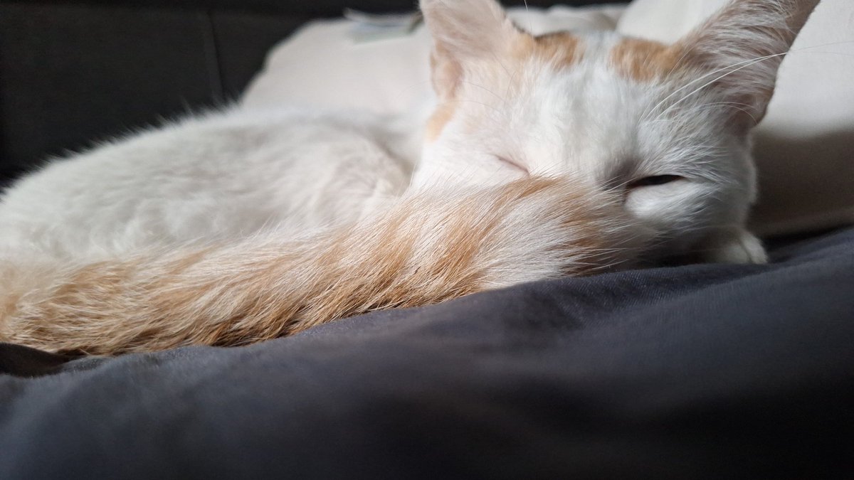 Azeria🦊🎆 tweet media