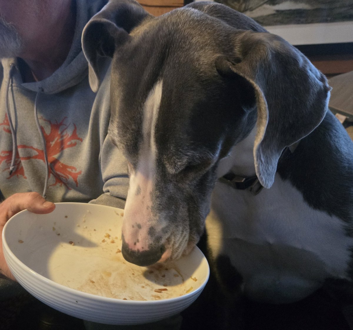 Kanethedane10's tweet photo. Dinner with dad, egg-roll-in-a-bowl edition. Of course dad shared! #dinnerwithdad #dogs #dogsoftwitter #dogsofx https://t.co/dJJOVcDIxJ