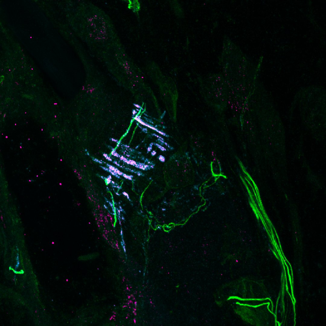 Scripps Research tweet media