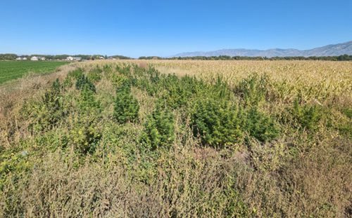 K-State Agronomy tweet media