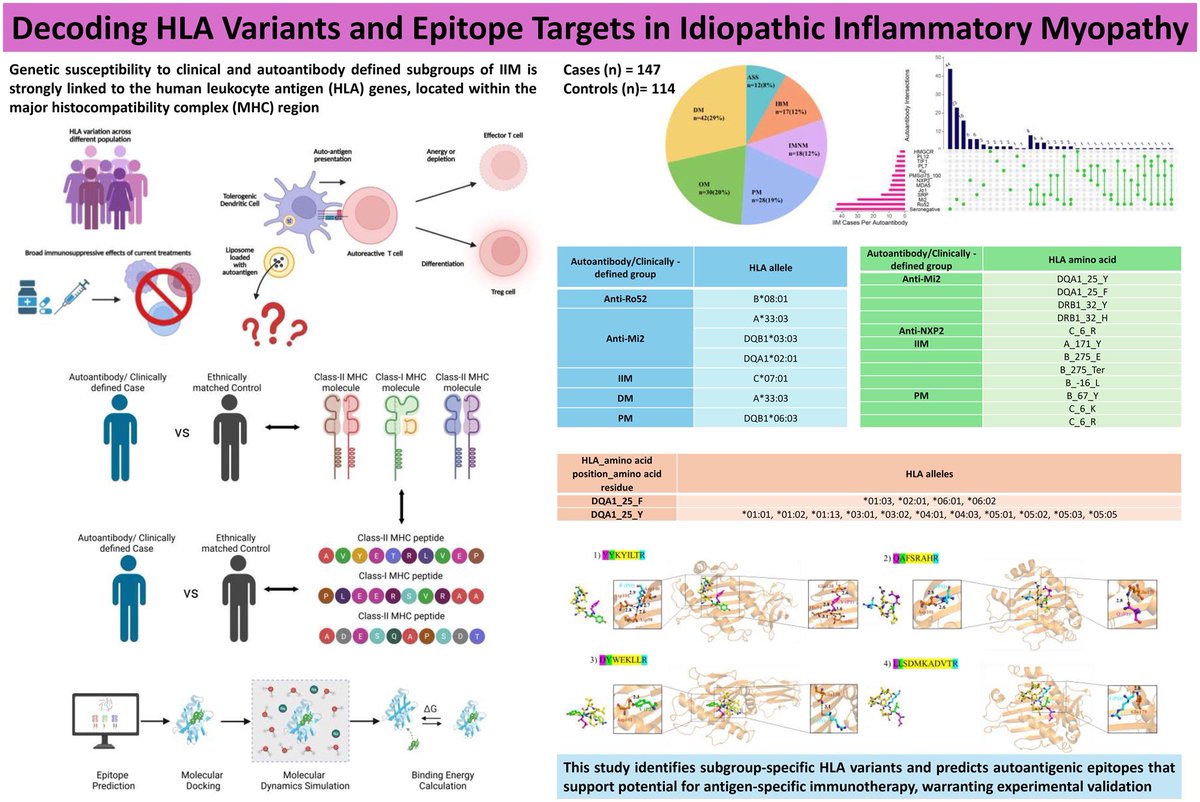 alb_giraldo's tweet photo. A recent study supports that HLA-restricted antigen presentation plays a role in idiopathic inflammatory #myopathy (IIM) pathogenesis, particularly in the anti-#Mi2 subgroup, with potential epitopes for antigen-specific therapy: 
◦ Protective allele: HLA-C*07:01 reduced overall IIM risk (OR 0.17, p ≈ 0.012).
◦ #Dermatomyositis: Strongly linked to HLA-A*33:03 (OR 14.8).
◦ #Polymyositis: Associated with HLA-DQB1*06:03 (OR 7.2).
◦ Anti-Mi2 subgroup (strongest signals):
  - Risk alleles: HLA-A*33:03 (OR 19.7), DQA1*02:01 (OR 10.3), DQB1*03:03 (OR 9.0).
  - Key risk amino acid: Phenylalanine at position 25 in DQA1.
  - Predicted immunogenic Mi-2 epitopes (stable binding to A*33:03, non-allergenic/non-toxic): YYKYILTR, QAFSRAHR, DYWEKLLR.
◦ Anti-Ro52: Associated with HLA-B*08:01 (OR 11.7).

This represents one of the more detailed HLA fine-mapping + epitope prediction efforts in IIM to date. However, the anti-Mi2 findings are considered exploratory due to limited statistical power and require larger replication + validation.

*Jassal B, Chopra G, Dhall A, et al. HLA variation analysis and autoantigen epitope prediction in idiopathic inflammatory myopathies. Rheumatology (Oxford). 2026;65(3):keag049. 
🔗https://t.co/Kwl6vjtFum