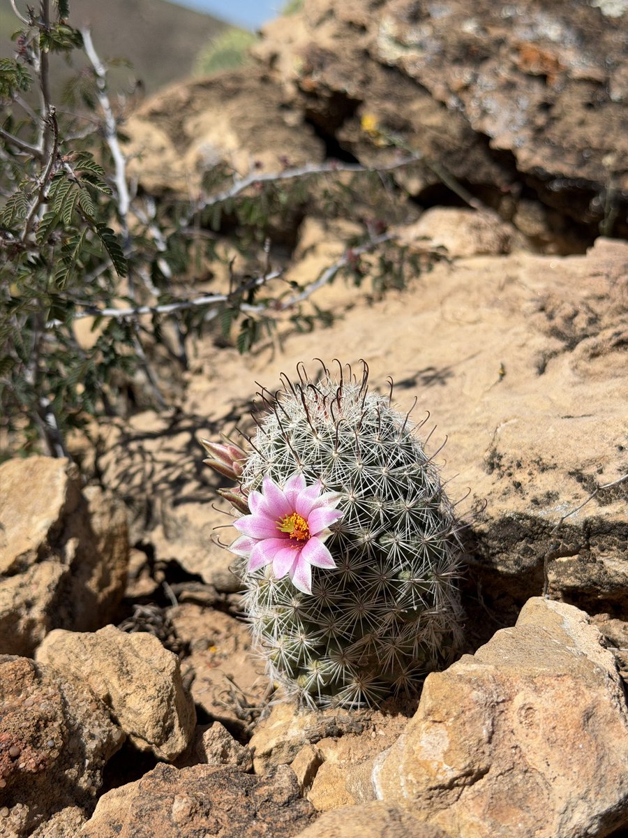 brianovak's tweet photo. spring in tonto national forest https://t.co/wC2WoIvrXH