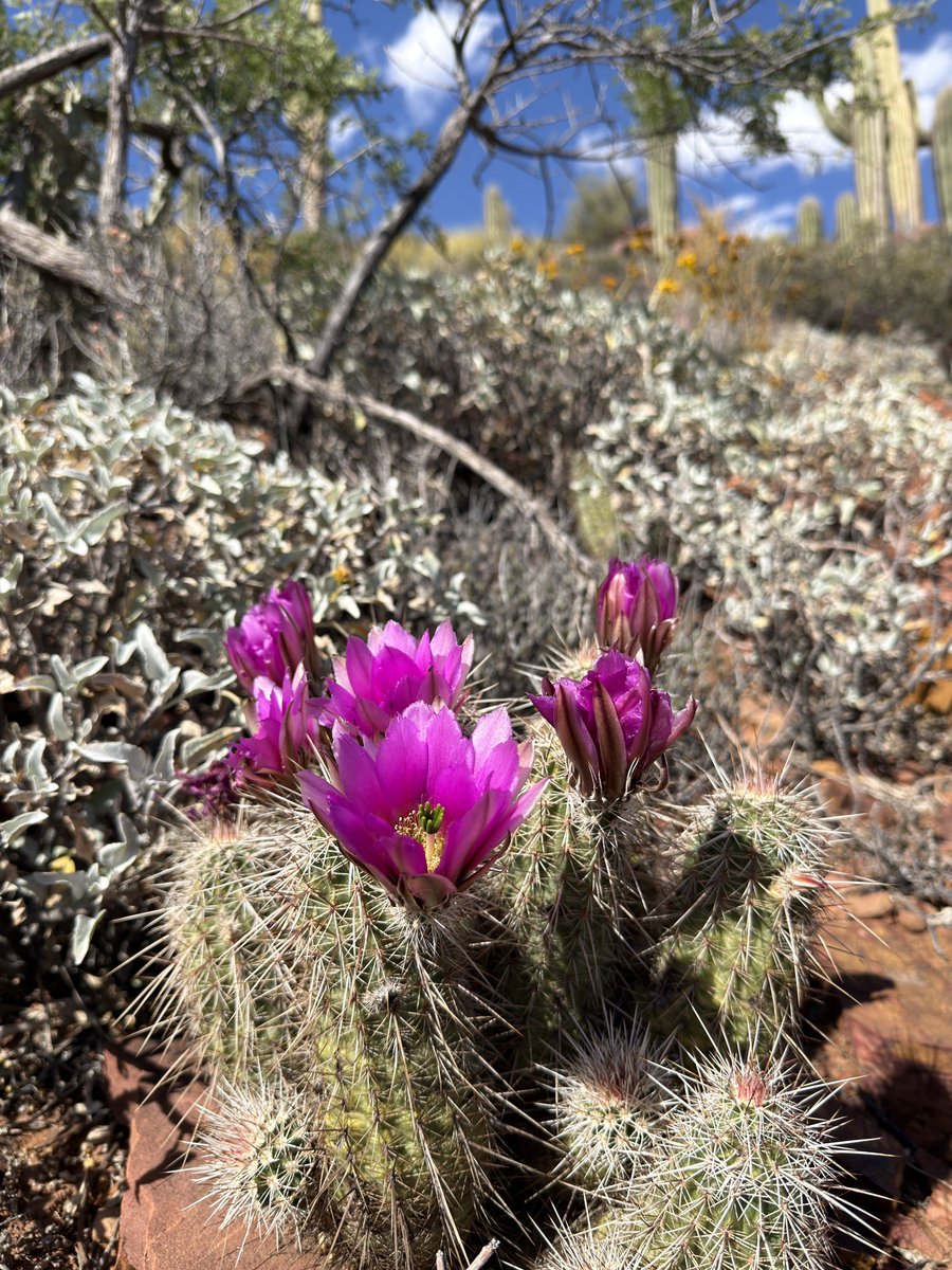brianovak's tweet photo. spring in tonto national forest https://t.co/wC2WoIvrXH