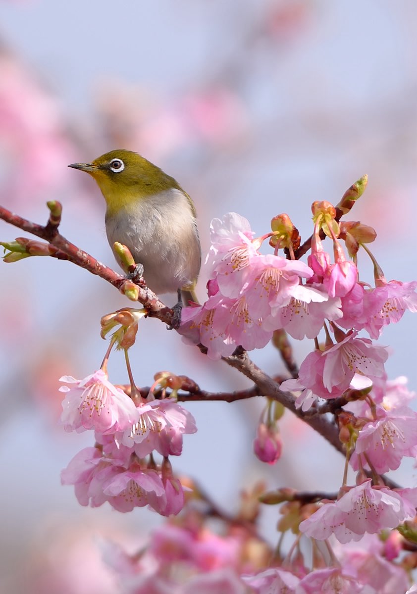 #icocoon
<a href="/djfoomin/">DJ Foomin</a> 
#スナック66to67
#本八幡駅
明後日日曜日に
1日限定でOpen いたします。
【昭和なスナック】🍺@本八幡駅徒歩2分
マスター伊津野
ママ/KAYO
チイママ/<a href="/yumiko_de_domo/">高橋優都子(yumiko)</a> 
MUSIC master/<a href="/djfoomin/">DJ Foomin</a> 
鉄壁の布陣で皆様のご来場お待ちしておりまする💚
（まだご来店可能ですので）