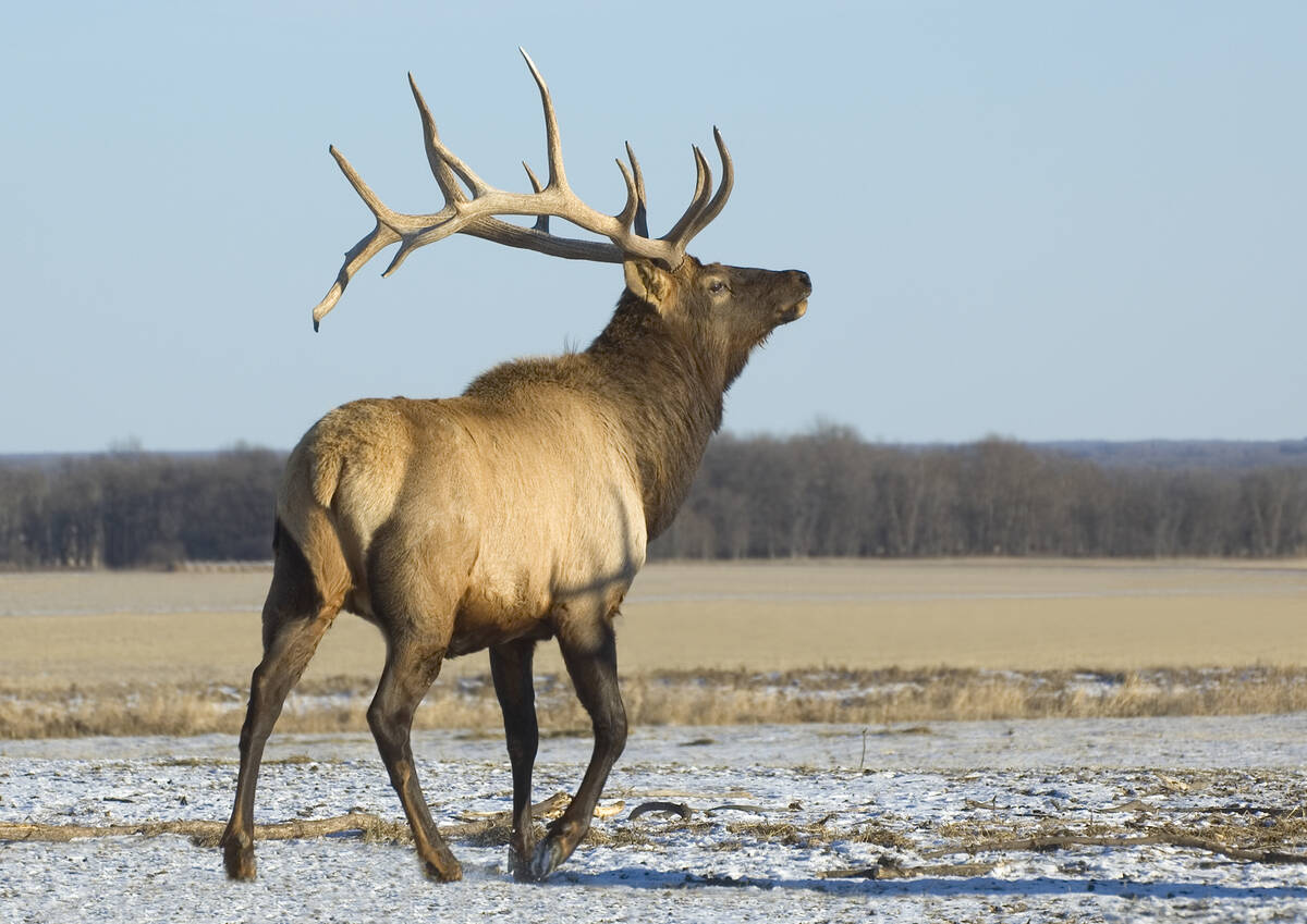MBCooperator's tweet photo. Manitoba Beef Producers targets elk surge, wildlife losses in resolutions. https://t.co/EuNzJQrAGI https://t.co/D8wMIx9TwZ