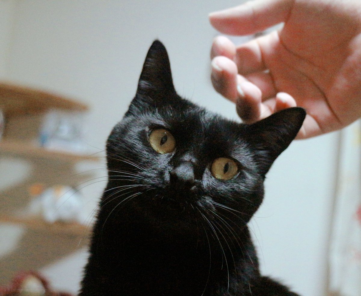 みっくん tweet media