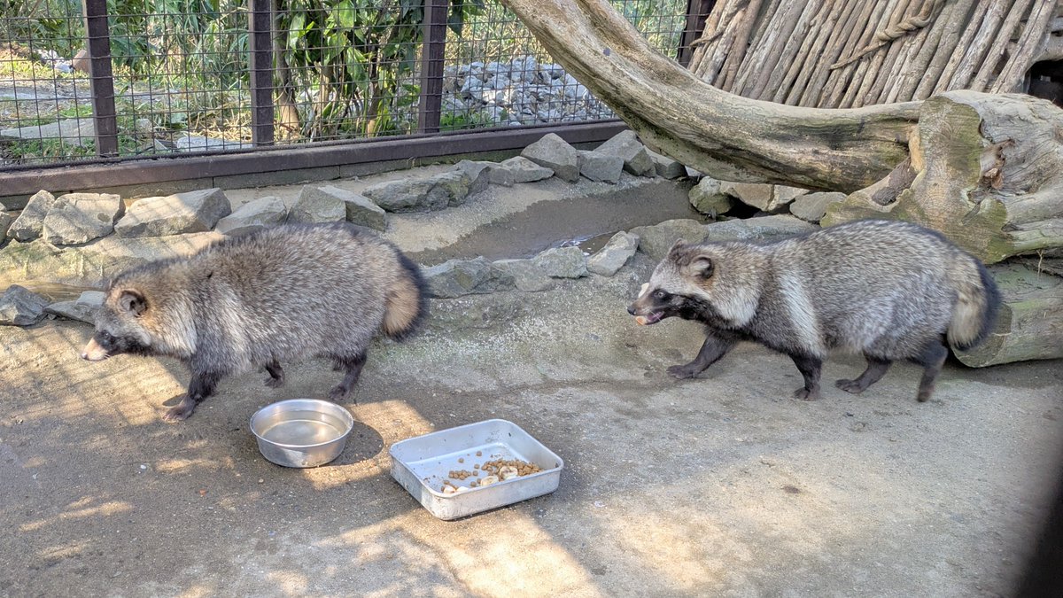 朝散歩
#市原ぞうの国 #ホンドタヌキ 
2026年2月