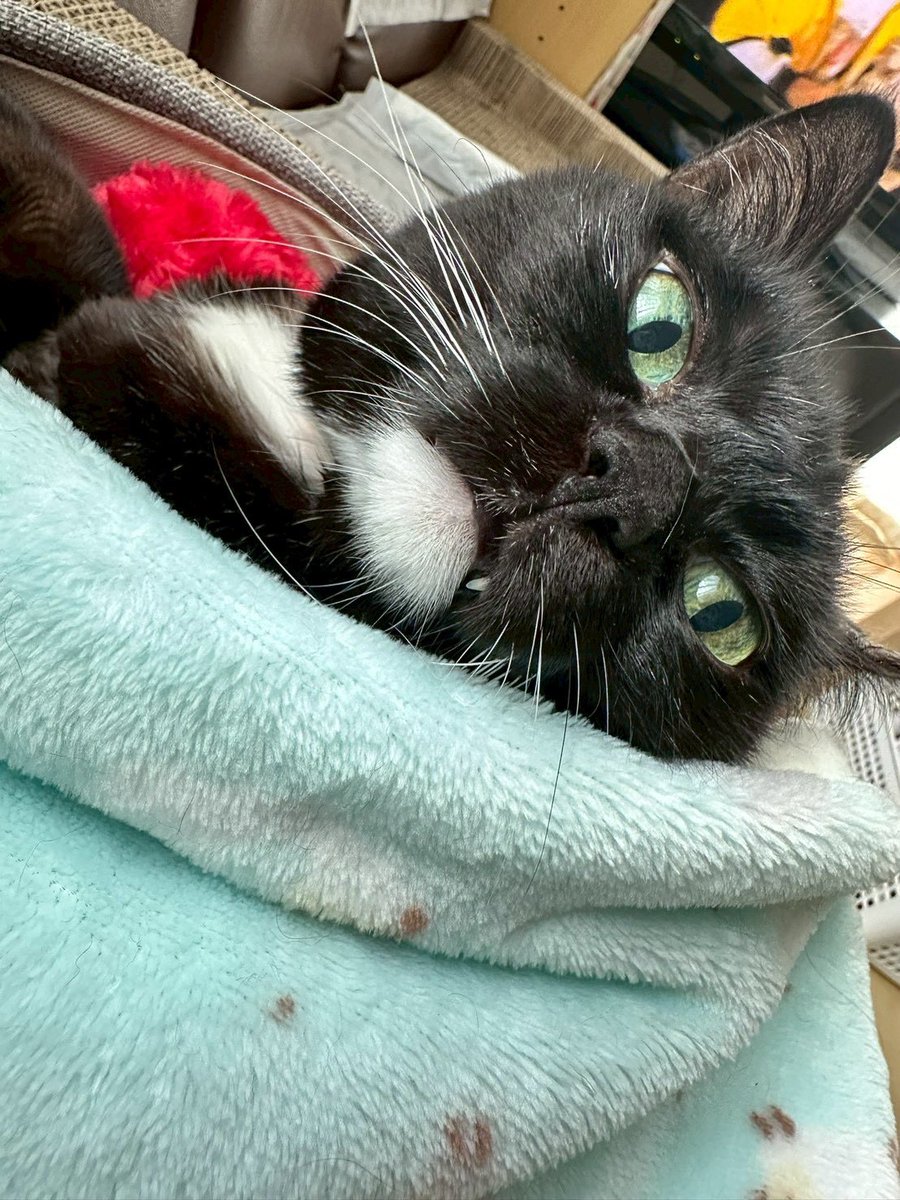 奈月@お取引の方はプロフ確認下さい。 tweet media