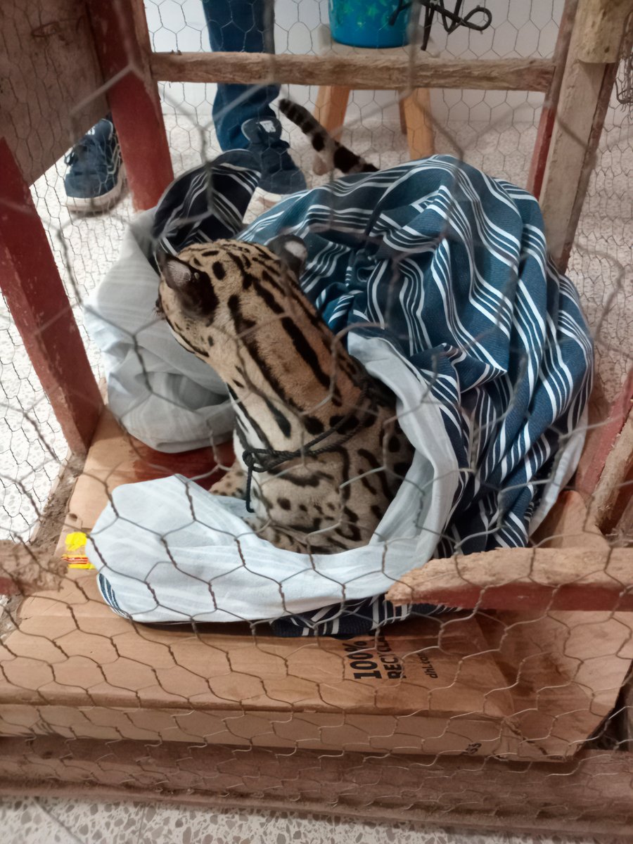 Once Noticias tweet media