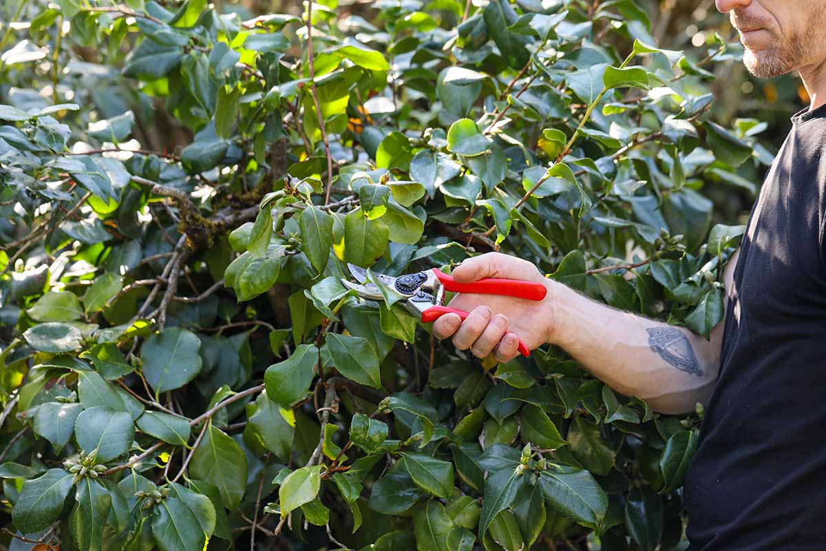 Gardeners_Path_'s tweet image. When and How to Prune Camellias - Want to get your camellias in their best shape ever? Then break out the pruners. Learn when and how to trim your plants in this guide on Gardener's Path. #gardening #pruning #gardeningtips #camellias #flowers gardenerspath.com/plants/flowers…