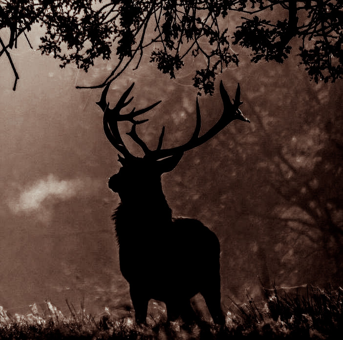 ᅠㅤ
ᅠㅤ
⠀⠀⠀⠀     ⌕    𝐒𝐄 𝐁𝐔𝐒𝐂𝐀 ;
⠀⠀⠀⠀    ⠀ orys baratheon.

⠀⠀⠀⠀—  época de la conquista y
⠀⠀⠀⠀post conquista. trama en free
⠀⠀⠀⠀compromiso. no 24/7.
⠀⠀⠀⠀— fc: leo suter.
⠀⠀⠀
⠀⠀⠀rt ?