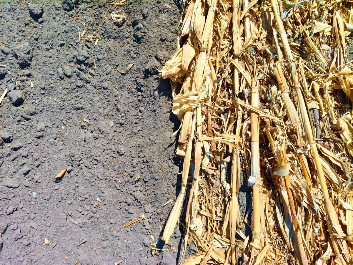 🌾 El rastrojo protege el suelo y conserva humedad.

Lee cómo esta práctica impulsa #TransformaciónSostenible en el campo mexicano: f.mtr.cool/rbdnljumjc