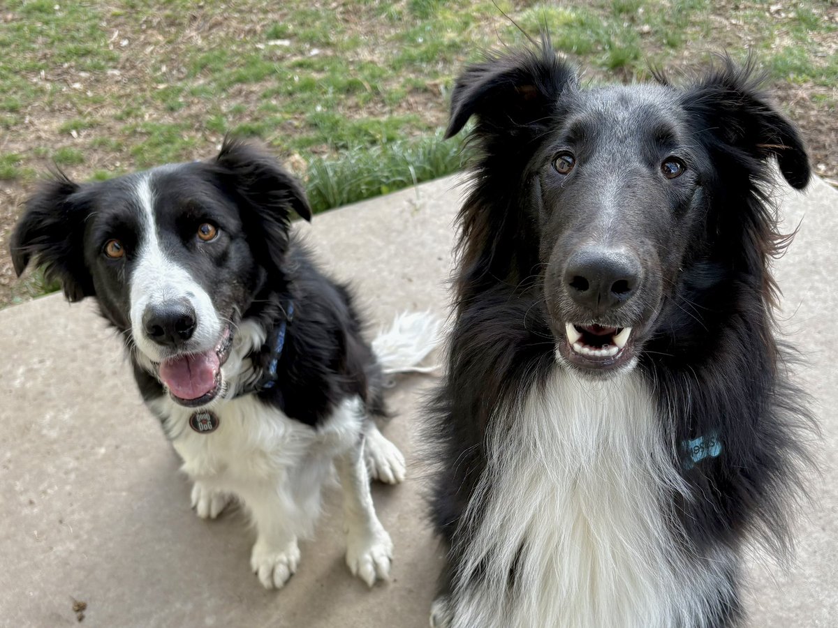 WilmaBenton19's tweet image. Nash and I haven’t been able to play since Sunday because of my pink eye. We are so happy to finally be together! 
#dogsofX #dogsoftwitter #BFFs