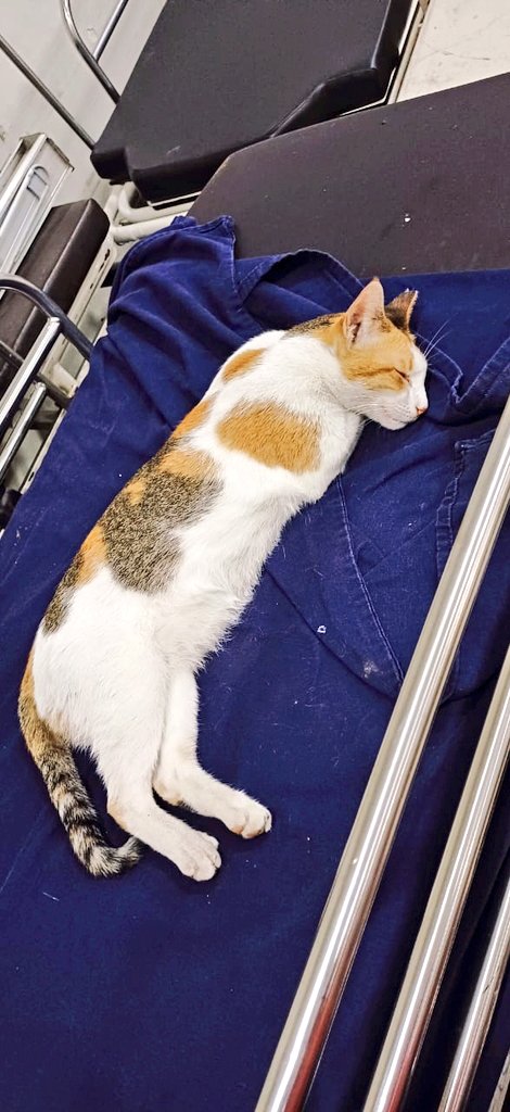 chawlacsk's tweet photo. This cat is the (HOM) head of management in #TataMemorialHospital , Mumbai https://t.co/8RSDr0v1IU