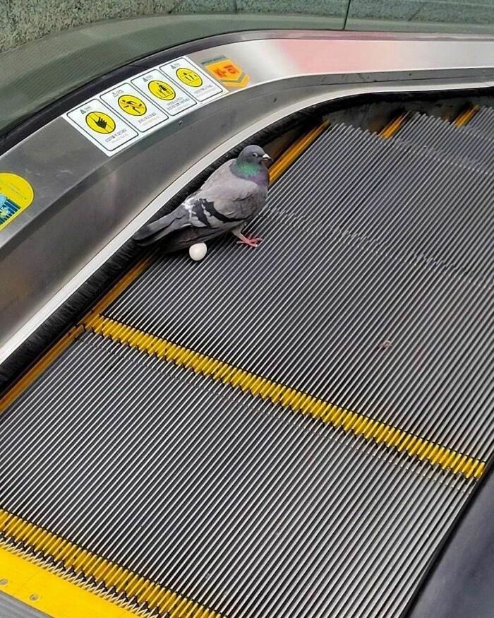 💖 (@twaniimals) on Twitter photo 