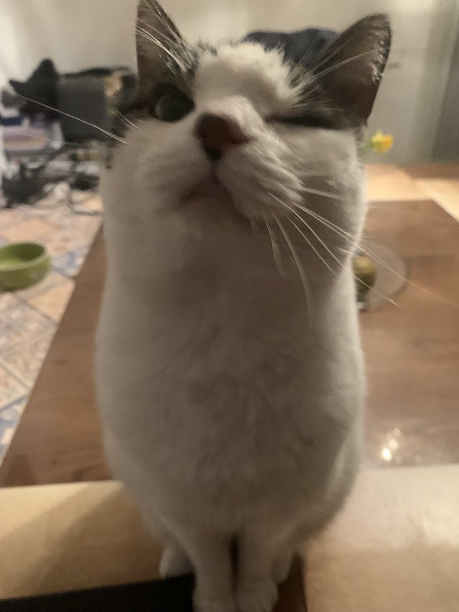 TheCatNamedMags tweet media