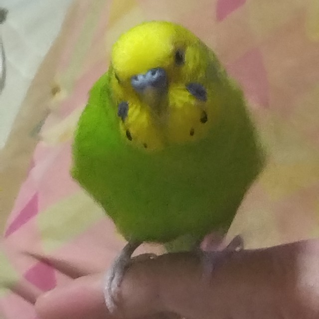 6PYwHr1Mc451403's tweet photo. #迷子の鳥 #迷い鳥 
どこかに行ってしまいました…
探してます
名前はみどりちゃんで鳥って喋ります
埼玉県蕨市です…
誰か知りませんか…
お願いします… https://t.co/A0bTLKrCqQ