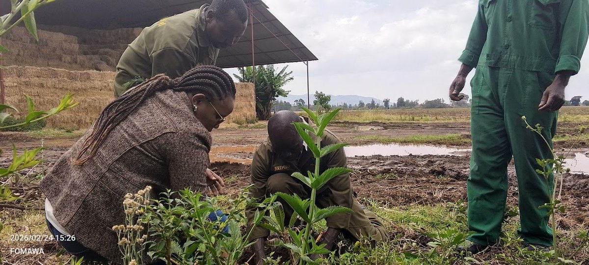 Friends of Mau Watershed (FOMAWA) tweet media
