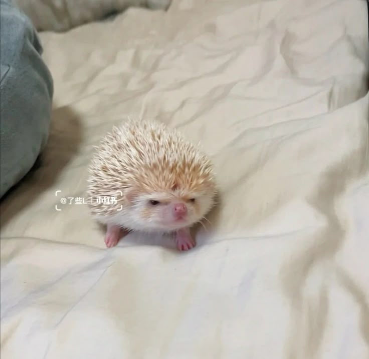 Miru 🦦 tweet media