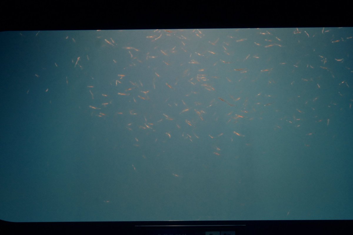 べりる tweet media