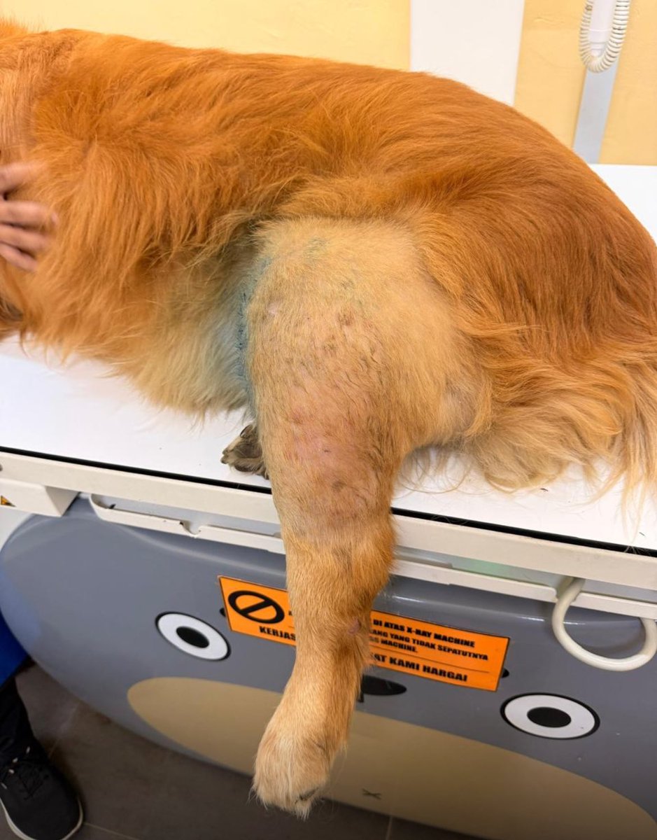 rafqarafqa's tweet photo. Dulu pernah ada kasus anjing kaki belakang bengkak sebelah dari paha sampe jari. Dipake jalan pun susah. Katanya bengkak habis jatuh. Tapi kok diobati ga kunjung mengecil… https://t.co/CiYDHr1TNr
