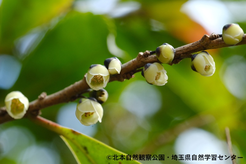 北本いきもの暦】 2026年3月6日 曇り☁️ #ヒサカキ 開花 標柱15番付近