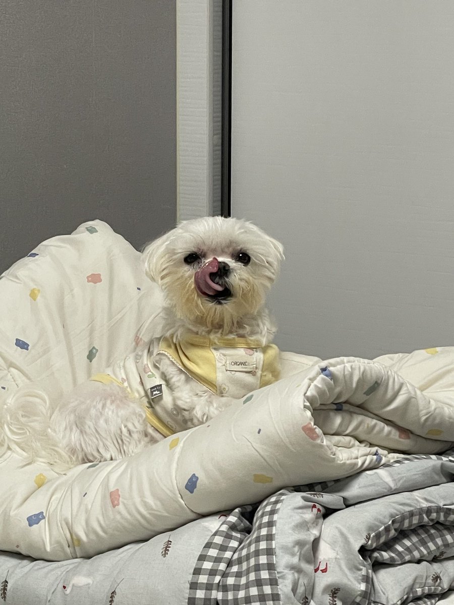 dog_millgaru's tweet photo. 짭짭 강아지 https://t.co/Ie9D3pgw2R
