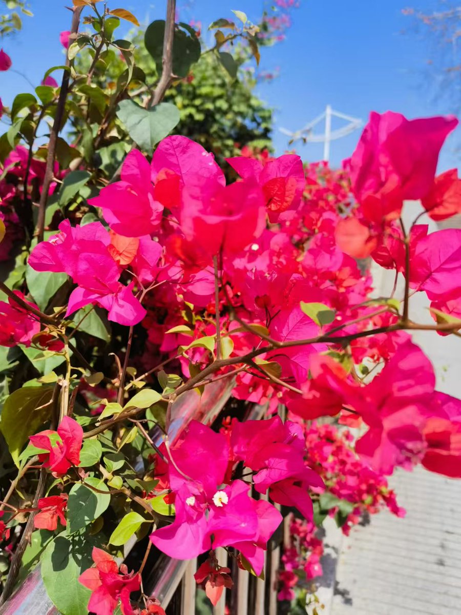 da_qing31341's tweet photo. 天晴映山红别样红🌸#互关 https://t.co/cDK5wVB0lU