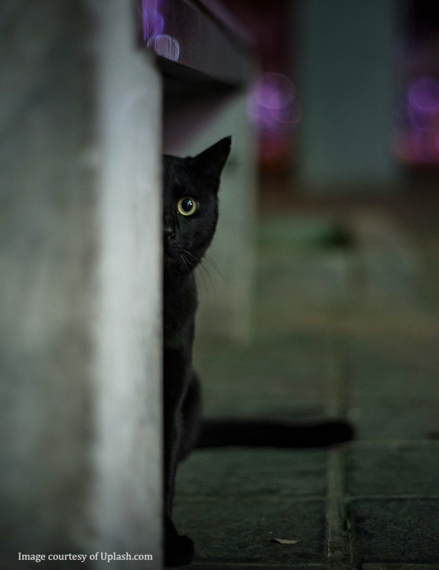 Cat Writers' Assoc. tweet media